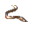 Aal